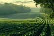 A soy field basks in the gentle morning light, illuminating the serene beauty of soy agriculture in its tranquil splendor.