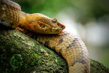 Canvas Print - close up of a snake