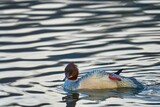 Fototapeta Panele - duck in the water