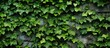 A closeup view of ivy, a terrestrial plant, growing on a stone wall. The ivy forms a lush groundcover, creating a beautiful pattern against the stone
