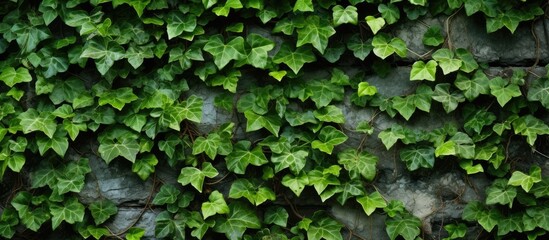 Wall Mural - A closeup view of ivy, a terrestrial plant, growing on a stone wall. The ivy forms a lush groundcover, creating a beautiful pattern against the stone