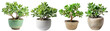 Jade plant , Lucky plant, money plant, indoor tree pot plant clipart collection set, PNG without background