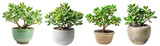 Fototapeta Konie - Jade plant , Lucky plant, money plant, indoor tree pot plant clipart collection set, PNG without background