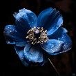 Blue flower with water drops isolated on black background. Flowering flowers, a symbol of spring, new life.