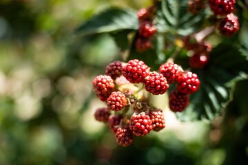 Foraging blackberries in the wild in tasmania australia. Harvesting berries, picking blackberries in summer in australia, wild berries