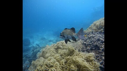 Wall Mural - sweetlips fish swimming in the great barrier reef