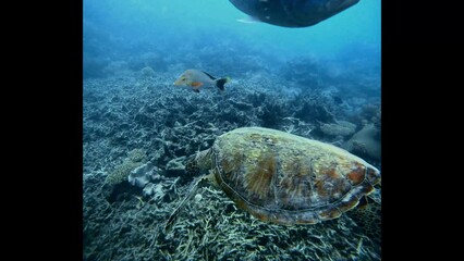 Wall Mural - A turtle searches for food in the middle of a coral devastated by climate change