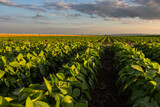 Fototapeta  - Open soybean field at sunset.
