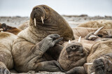 Fototapeta Morze - Walrusses on Spitsbergen