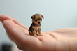 dog miniature hand, tiny small dog, finger tip, blurred background