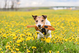 Fototapeta Zwierzęta - Dog walking in spring field among flowers holding leash in mouth.