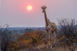 South African giraffe or Cape giraffe (Giraffa giraffa) or (Giraffa camelopardalis giraffa) at sunset. Mashatu Game Reserve. Northern Tuli Game Reserve.  Botswana.