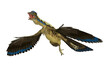 Archaeopteryx Avian Dinosaur - Archaeopteryx was a carnivorous Pterosaur flying reptile that lived in Germany during the Jurassic Period.