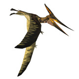 Fototapeta Konie - Pteranodon Pterosaur Wings - Pteranodon was a reptile carnivorous Pterosaur that lived in North America during the Cretaceous Period.