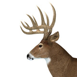 Fototapeta Konie - Whitetail Buck Head - The herbivorous White-tailed deer lives in North and South America and is an abundant species.
