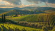Campiña italiana al atardecer con grandes hileras de viñedos