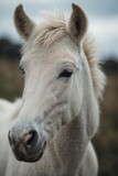 Fototapeta Konie - Portrait of a soft and fluffy foal. Cute white