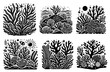 coral reefs collection of corals underwater beauty black vector laser cutting engraving
