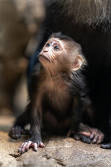 Poster - Macaque lion cub with mom.