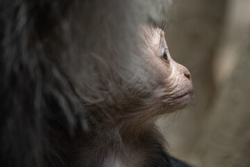 Sticker - Macaque lion cub with mom.