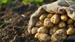 Newly harvested potatoes standing in sack, close up