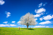 lonely blossom tree on spring meadow during sunny day