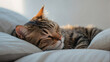 cute cat, kitten sleeps sweetly in the owner's bed.