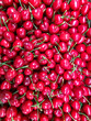 Large collection of delicious sweet  fresh red cherries at the farmers market close-up.  