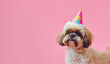Funny Shih Tzu Wearing a Colorful Birthday Hat, Isolated on a Pink Background, Copy Space