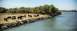 Beautiful panorama with bulls on a field by the river