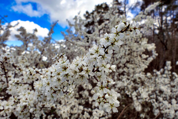 Wall Mural - Close up of the brilliant white flowers of the Blackthorn Tree (Prunus spinosa) in springtime
