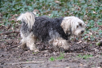 Sticker - Chien type yorkshire