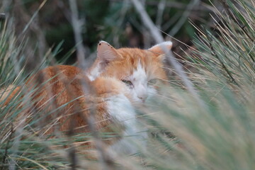 Canvas Print - Chat roux caché dans l'herbe