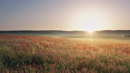 Wall Mural - Spring poppies flowers in meadow. Beautiful nature video landscapes.