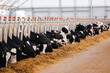 Concept banner livestock agriculture industry of cattle. Portrait Holstein Cows eat hay in modern farm