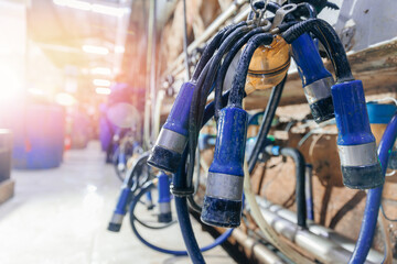 closeup milking suction machine with teat cups working with cow udder at cattle dairy farm. concept 