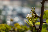 Fototapeta Miasto - albero di frutta fiorito, dettaglio