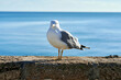 Seagull perched with the sea in the background