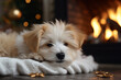Cute fluffy puppy, The interior is warm and bright сreated with Generative Ai