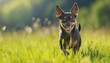 Toy Terrier dog run outdoor in green grass sum