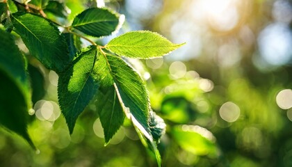 Wall Mural - fresh green leafy branches over a blurred background with sparkling bokeh lights