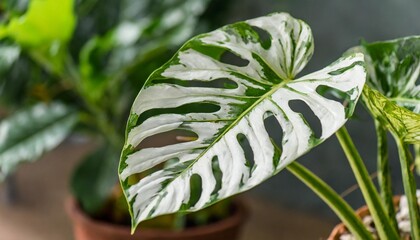 Wall Mural - a white green leaf of variegated monstera adansonii