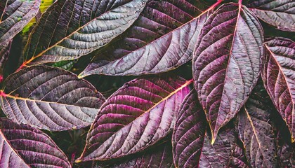 Wall Mural - closeup nature view of purple leaf background