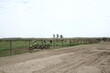 Vacas lecheras pastando detrás de la cerca de alambre de púas en el campo de La Pampa Argentina en América del Sur, con el camino de tierra, el cielo y el fondo del horizonte con árboles
