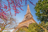 Fototapeta Natura - Eiffel Tower during spring time in Paris, France
