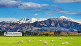 Fototapeta Tęcza - Beautiful landscape with grazing sheep