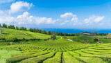 Fototapeta Do pokoju - Landscape with tea plantation on the island of Sao Miguel in the Portuguese archipelago of the Azores, Portugal