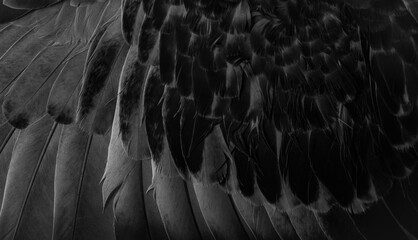 Wall Mural - black feather pigeon macro photo. texture or background