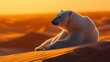 Polar Bear Resting on Sand Dune at Sunset