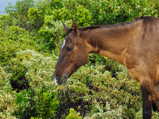 Sticker - wild horse on island beach